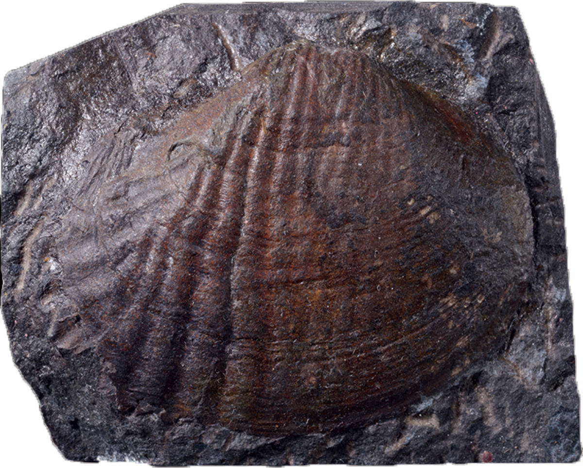 二枚貝の体化石